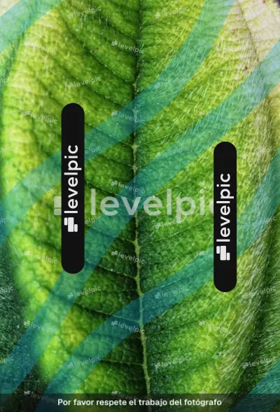 Hoja_de_planta-01.jpeg